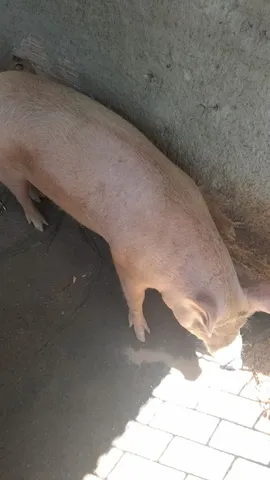 Vendo porca