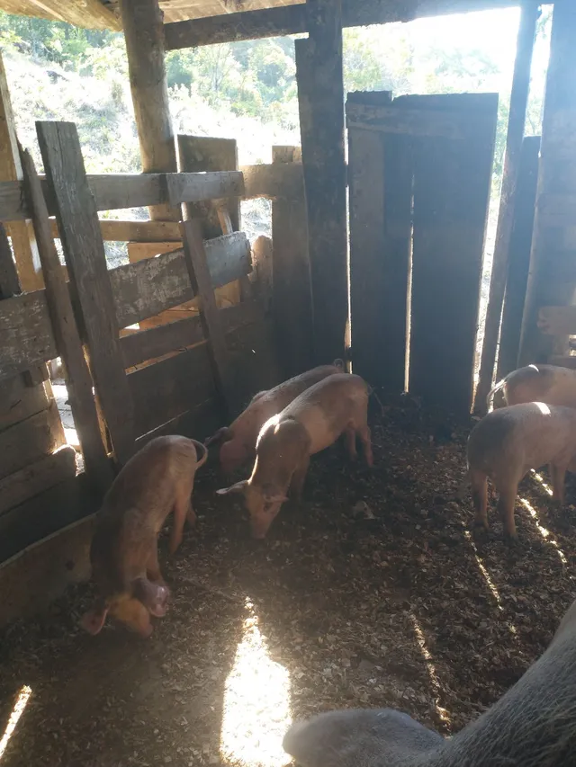 Vendo porcos apartados 250 casa 