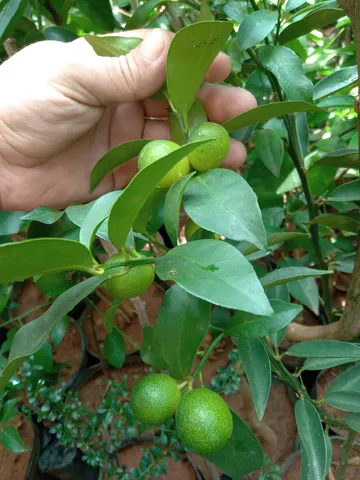 Mudas frutíferas já produzindo 