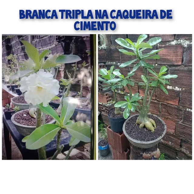 Rosa Branca Tripla 