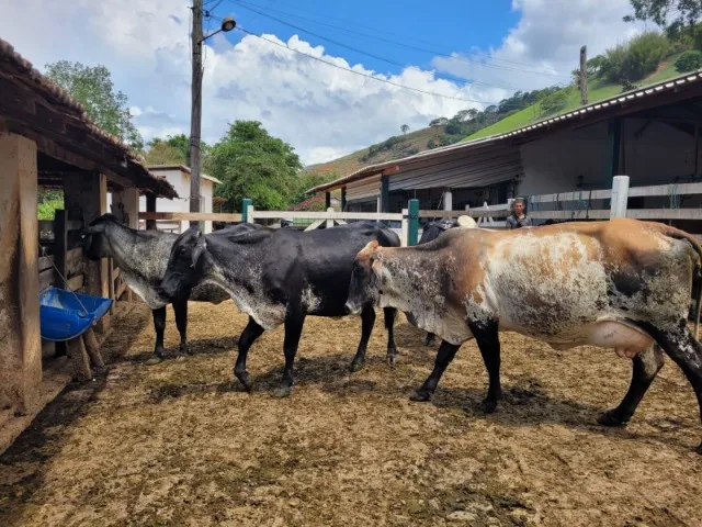 Novilhas e vacas girolando amojando e paridas em Muqui/ES