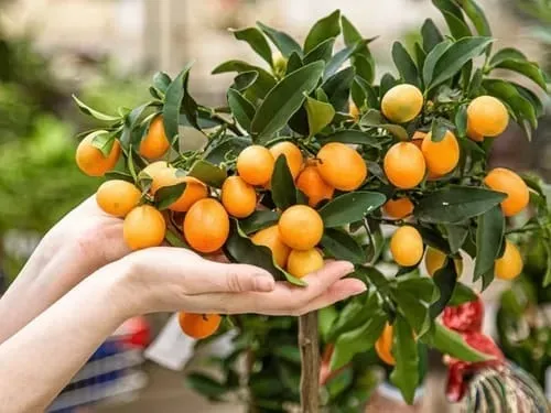 Laranjinha Kinkan Japonesa