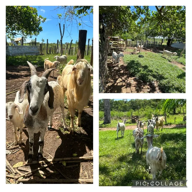Vende-se bode e cabras.