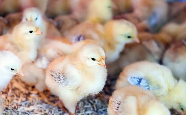 Criatorio MS Trabalhamos com todos tipos de aves 