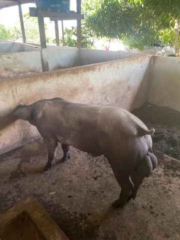 O suino da Amazônia , melhor genérica de porco.