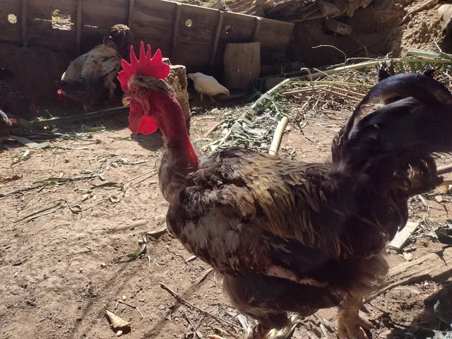 Galos de diversas raças