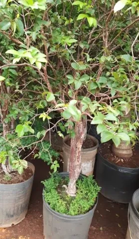 Tenho 2 mudas de jabuticaba com 1.50cm
