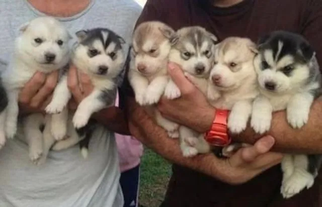 Husky Siberiano