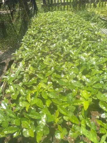 Vendo mudas de café iapar 107 