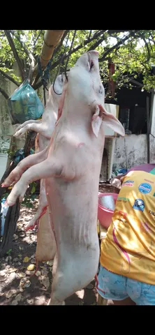 Porco limpo 