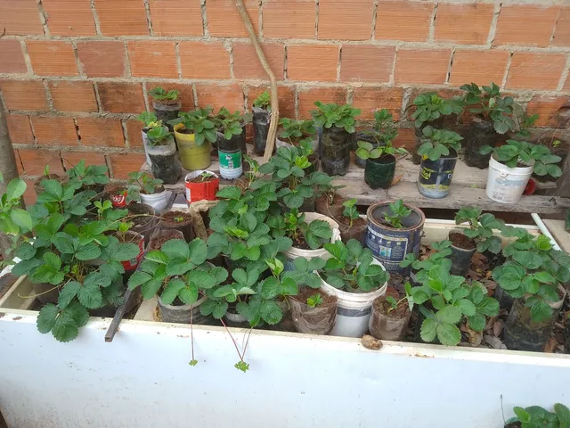 Vendo mudas de ? morango no vaso