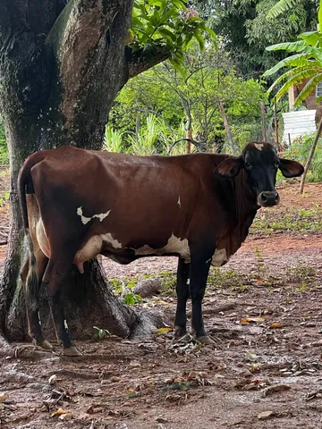 Excelentes Vacas Leiteira