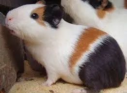 VENDO! Porquinho da índia 