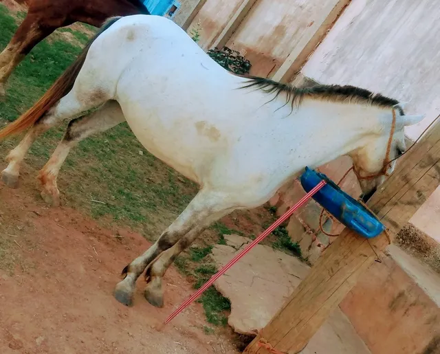 Égua macha batida 