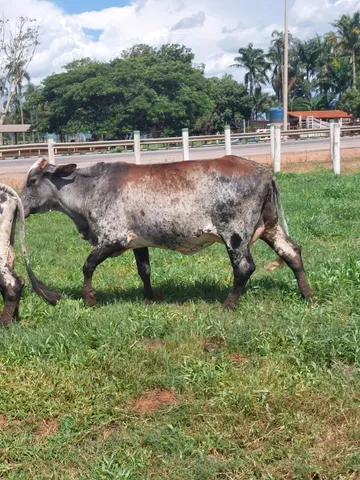 vacas leiteiras