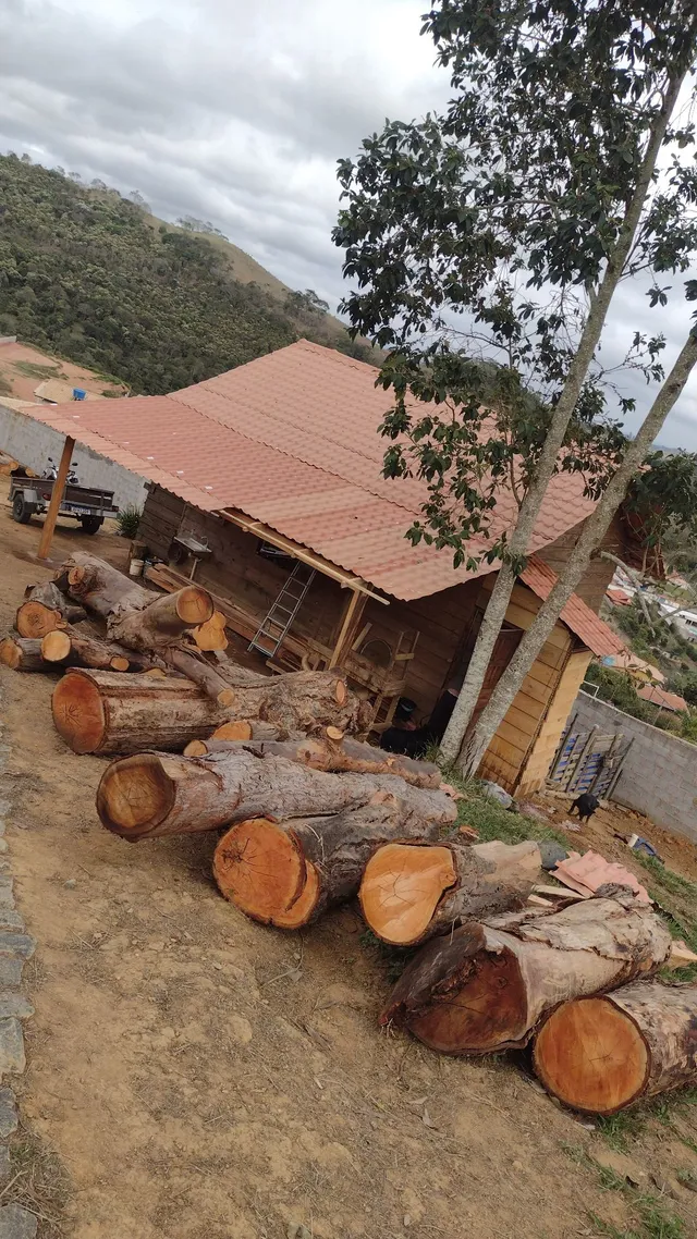 Compro árvore ou Toras de eucalipto 