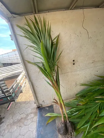 Muda de coco anao 