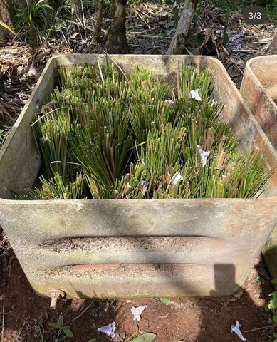 Pacote com 1000 mudas de Vetiver 