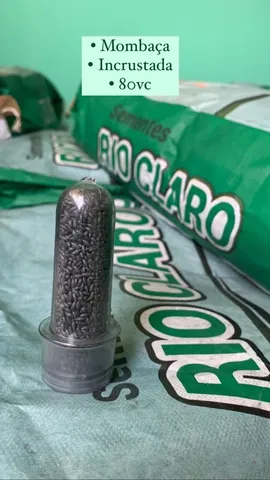 Semente de capim 
