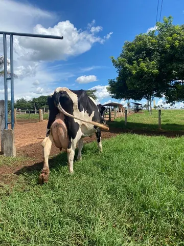 vacas leiteiras