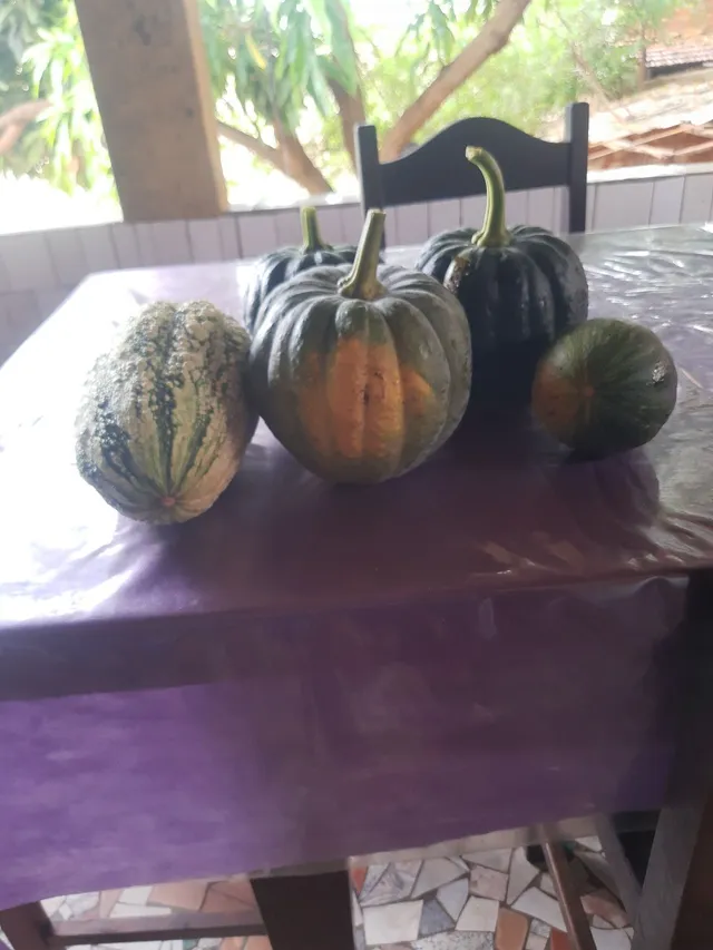 Vendo abóbora enteressados chamar no PV 