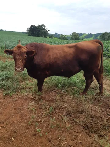Touro angus