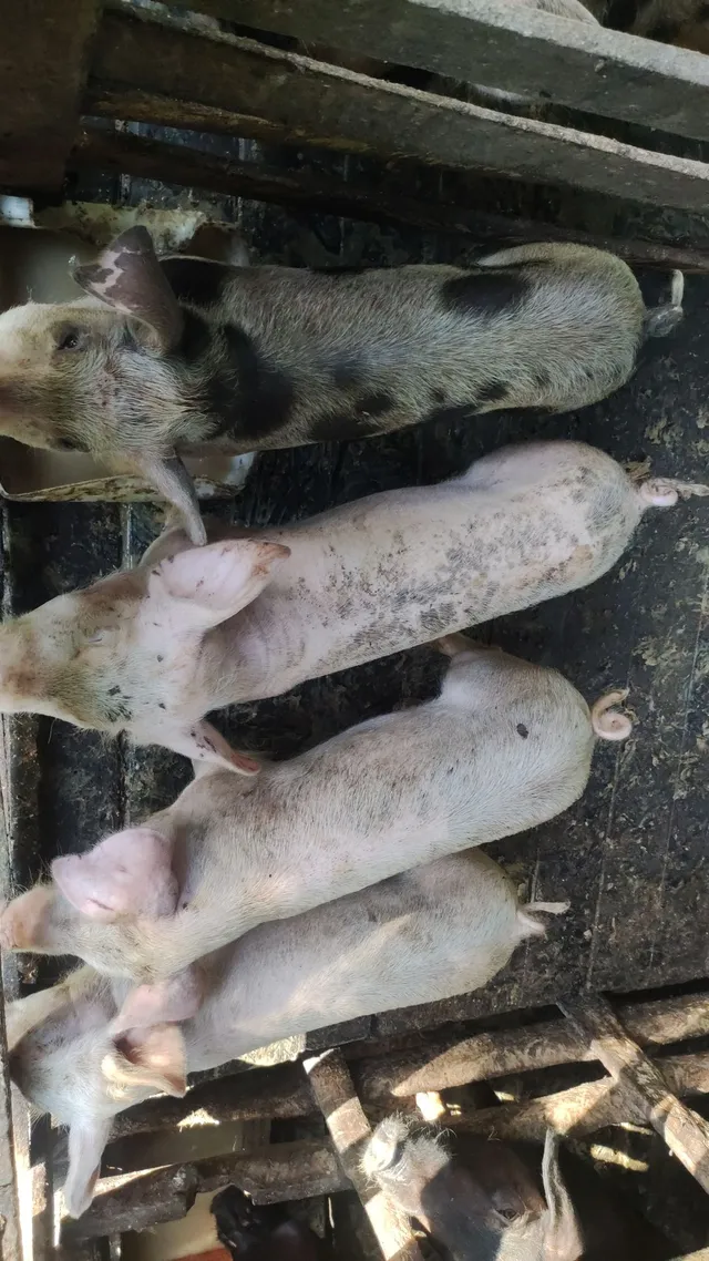Porcos