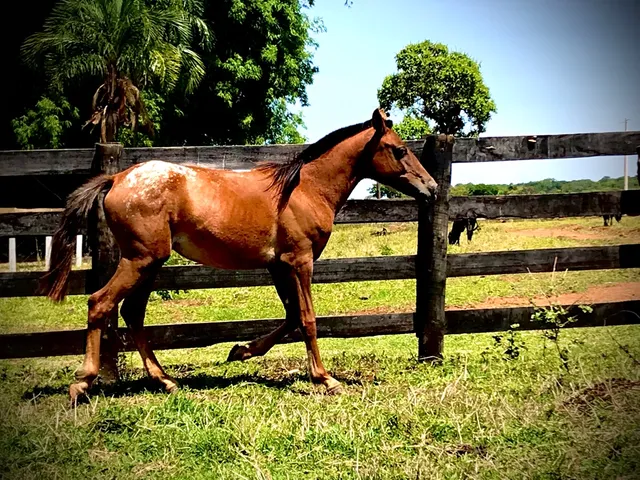 Apaloosa a venda