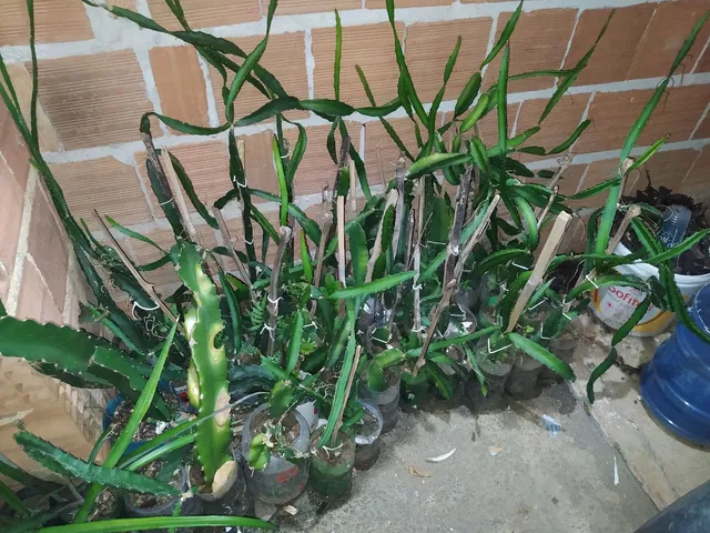 Vendo muda de pitaya