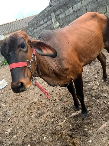 Vendo novilha nova 