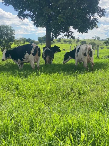 vacas leiteiras