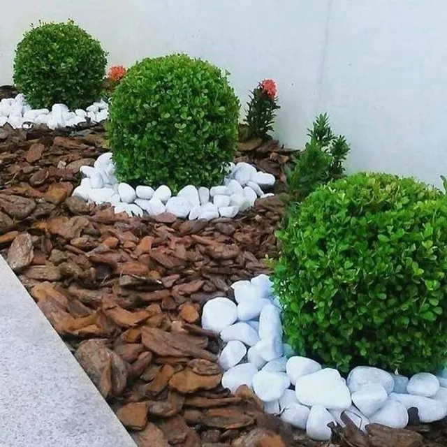 Vendo buxinhos prontos para plantar no jardim