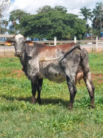 vacas leiteiras