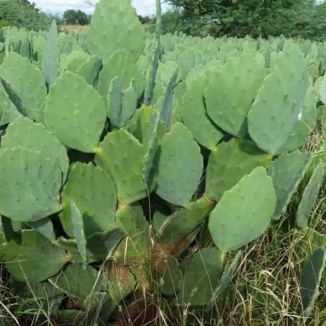 Palmas à venda