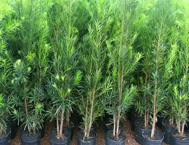  Mudas Podocarpus * cerca viva*