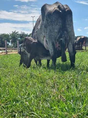 vacas leiteiras