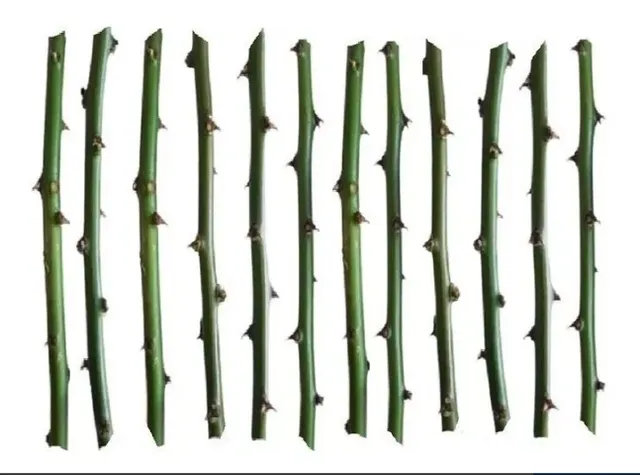 Estacas para mudas de Ora pro nobis - 20 estacas