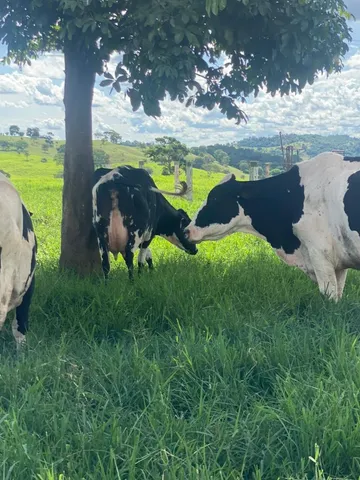 vacas leiteiras