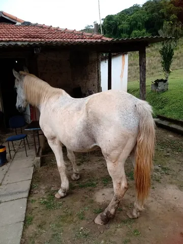 Cavalo marchador