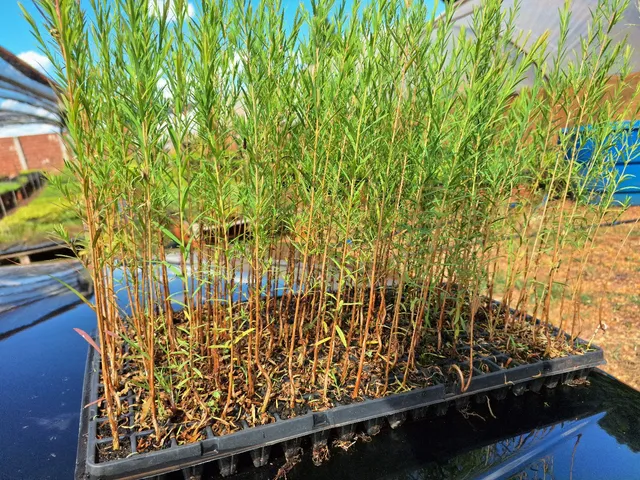 Mudas de Melaleuca