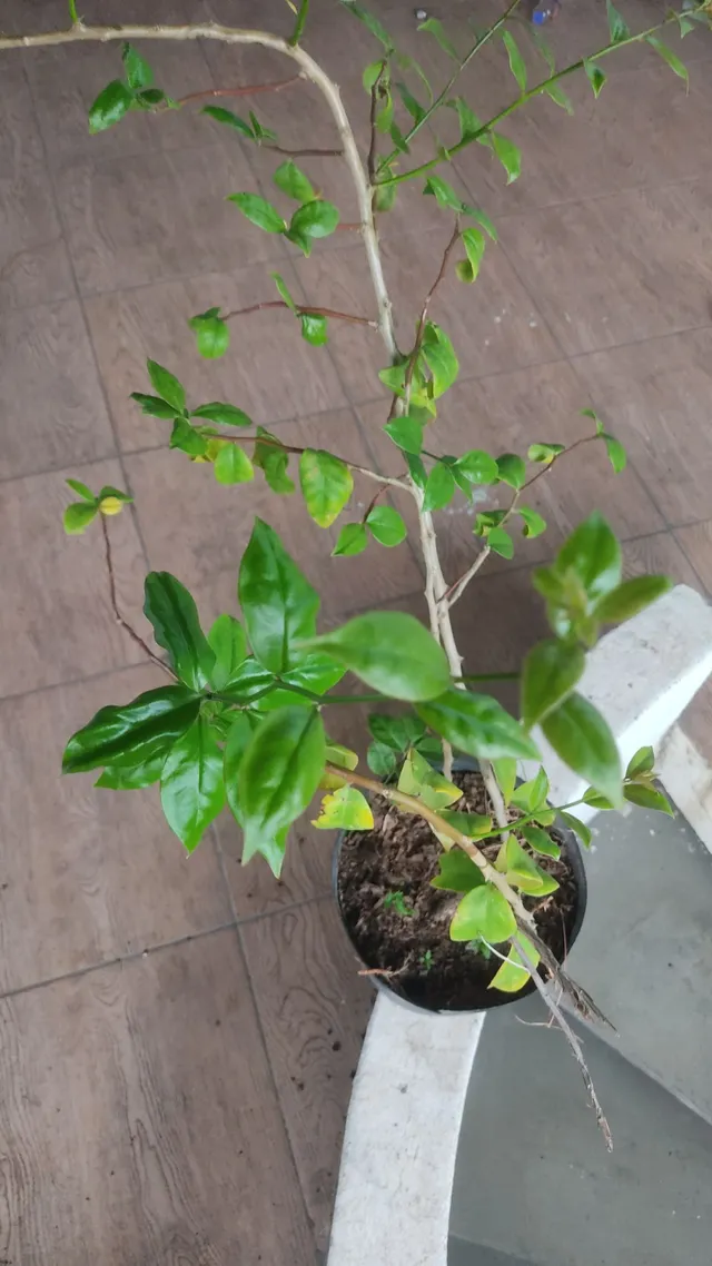 Plantas