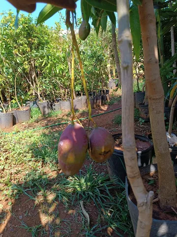 Manga Palmer produzindo 