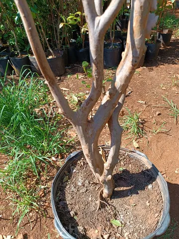 Jabuticaba olho de boi, com 7 anos .