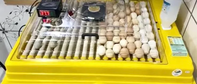 Manutenção em chocadeira 