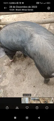Porca Porco Cabritos 