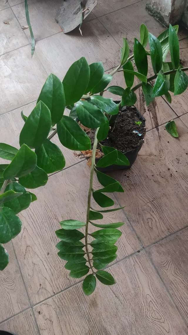 Planta zamioculca.