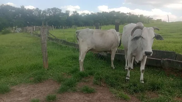 2 vaca 
