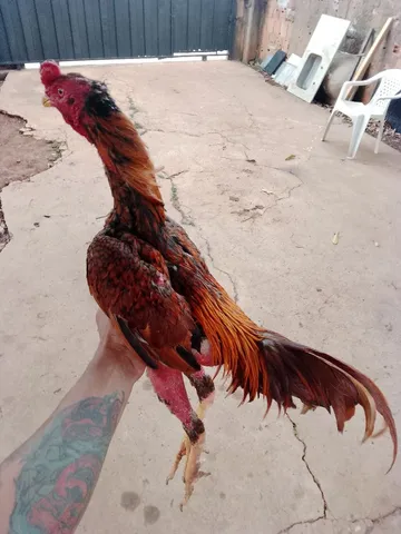Galo índio 