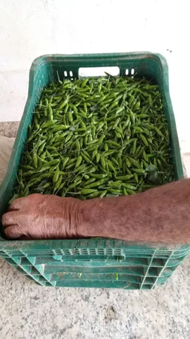 Pimenta malagueta 