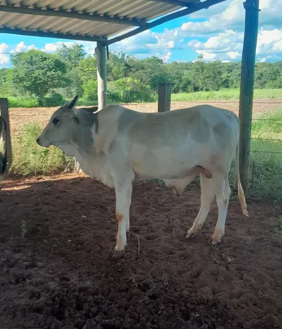 Troco por carretinha,passo cartão